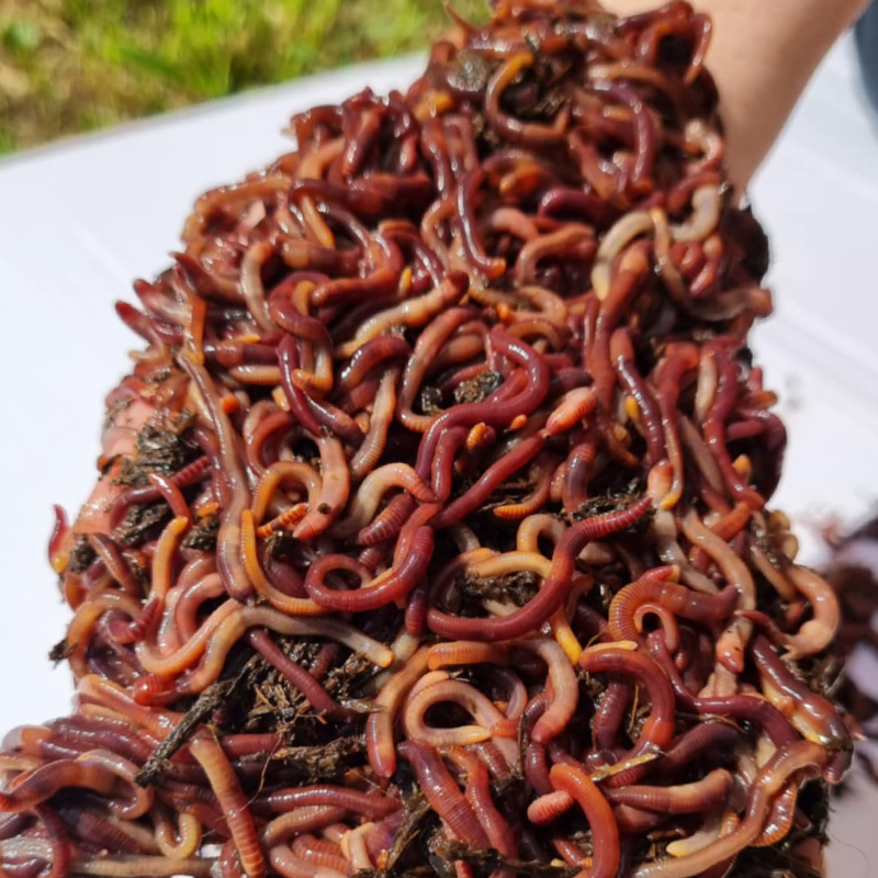 Compost worms