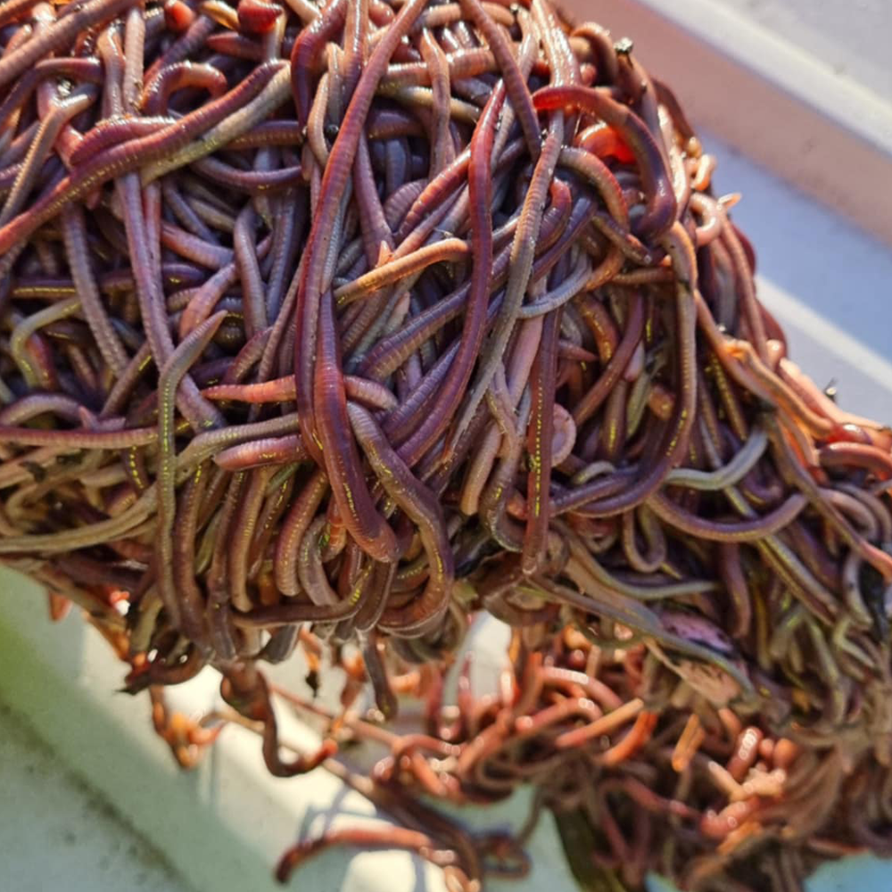 African Nightcrawlers