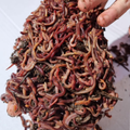 4000 Compost worms
