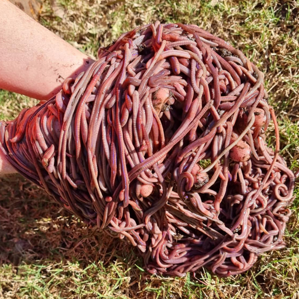 20-25 African Nightcrawlers