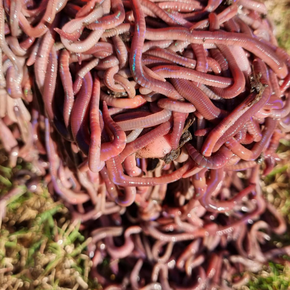 50-55 African Nightcrawlers