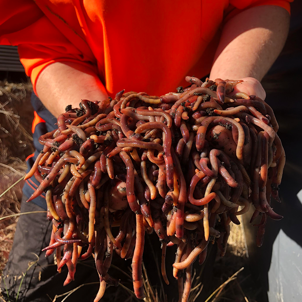 50-55 European Nightcrawlers